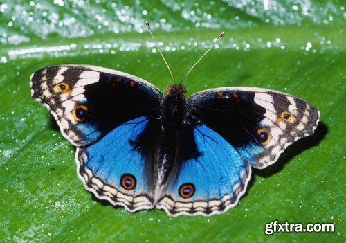 Butterfly macro conceptual illustration nature plant flower 25 HQ Jpeg