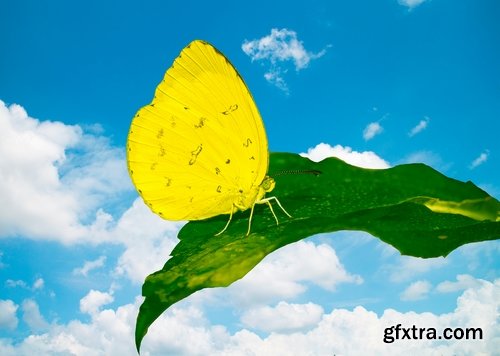 Butterfly macro conceptual illustration nature plant flower 25 HQ Jpeg