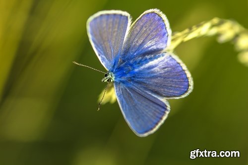 Butterfly macro conceptual illustration nature plant flower 25 HQ Jpeg