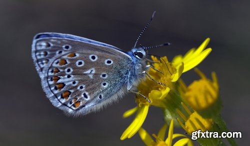 Butterfly macro conceptual illustration nature plant flower 25 HQ Jpeg