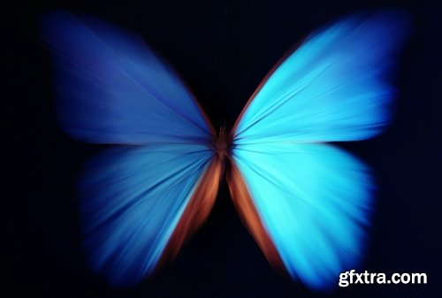 Butterfly macro conceptual illustration nature plant flower 25 HQ Jpeg