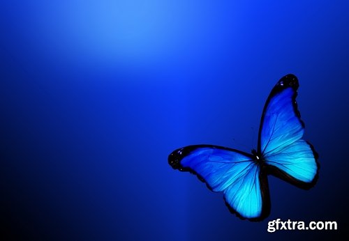 Butterfly macro conceptual illustration nature plant flower 25 HQ Jpeg