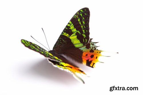 Butterfly macro conceptual illustration nature plant flower 25 HQ Jpeg