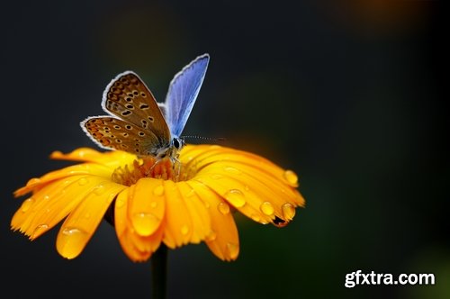 Butterfly macro conceptual illustration nature plant flower 25 HQ Jpeg