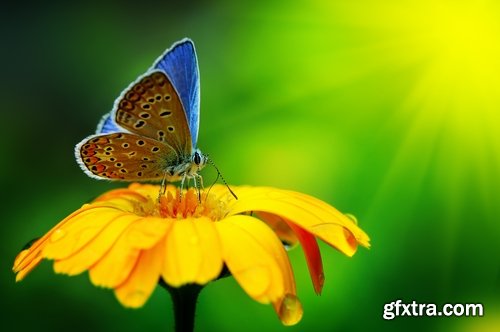 Butterfly macro conceptual illustration nature plant flower 25 HQ Jpeg