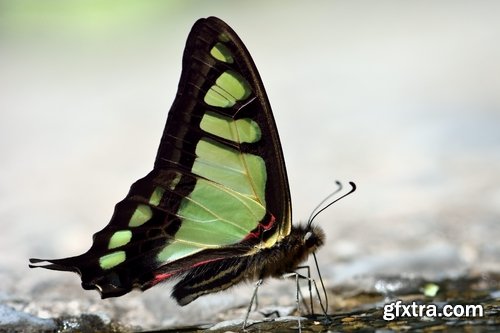 Butterfly macro conceptual illustration nature plant flower 25 HQ Jpeg