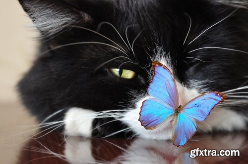 Butterfly macro conceptual illustration nature plant flower 25 HQ Jpeg