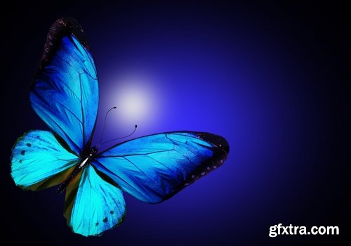 Butterfly macro conceptual illustration nature plant flower 25 HQ Jpeg