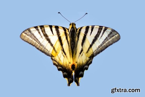 Butterfly macro conceptual illustration nature plant flower 25 HQ Jpeg