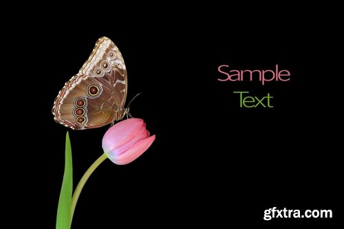 Butterfly macro conceptual illustration nature plant flower 25 HQ Jpeg