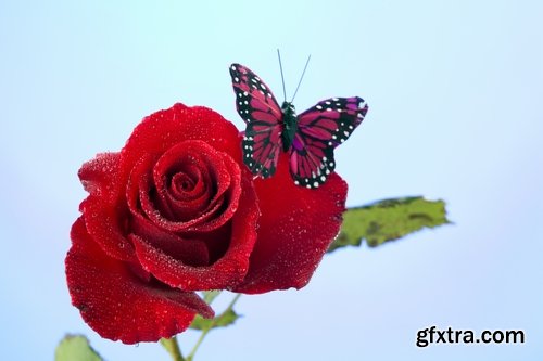 Butterfly macro conceptual illustration nature plant flower 25 HQ Jpeg