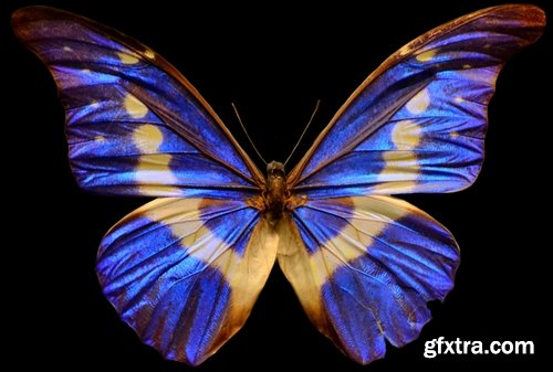 Butterfly macro conceptual illustration nature plant flower 25 HQ Jpeg