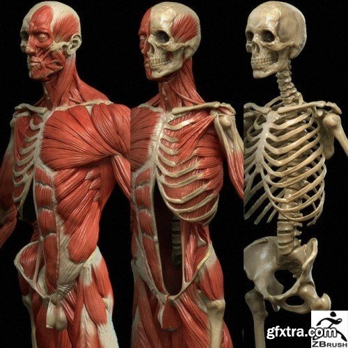 Gumroad - Ecorche Digital Model By Rafael Grassetti