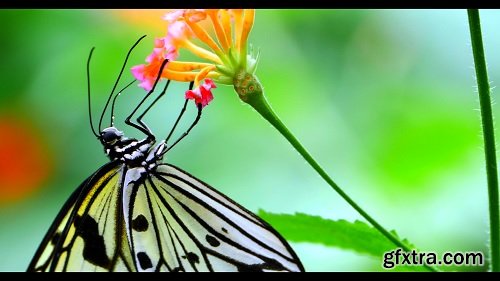 4k butterfly dew insect drinki