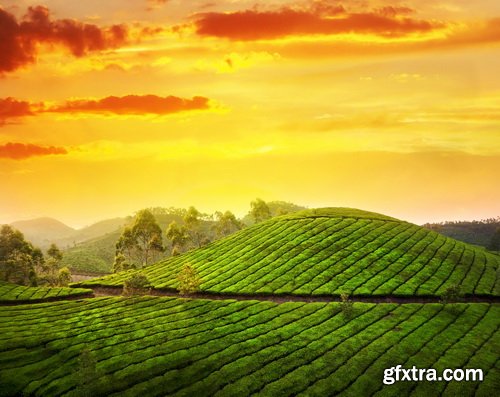 Tea Plantation &amp; Green Fields with Workers 25xJPG
