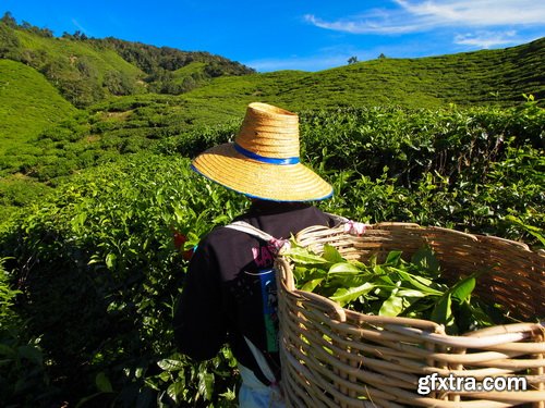 Tea Plantation &amp; Green Fields with Workers 25xJPG