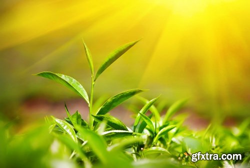 Tea Plantation &amp; Green Fields with Workers 25xJPG