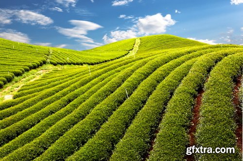 Tea Plantation &amp; Green Fields with Workers 25xJPG