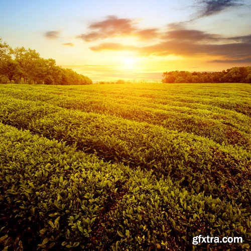 Tea Plantation &amp; Green Fields with Workers 25xJPG