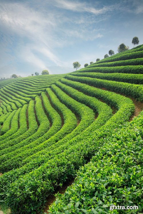 Tea Plantation &amp; Green Fields with Workers 25xJPG