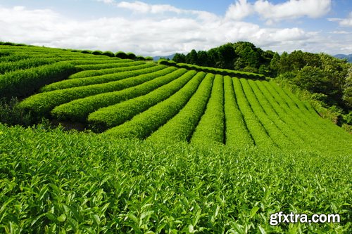 Tea Plantation &amp; Green Fields with Workers 25xJPG