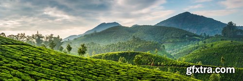 Tea Plantation &amp; Green Fields with Workers 25xJPG
