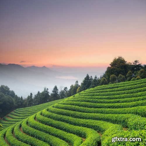 Tea Plantation &amp; Green Fields with Workers 25xJPG