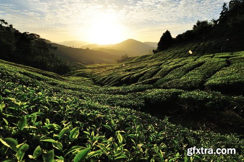 Tea Plantation &amp; Green Fields with Workers 25xJPG