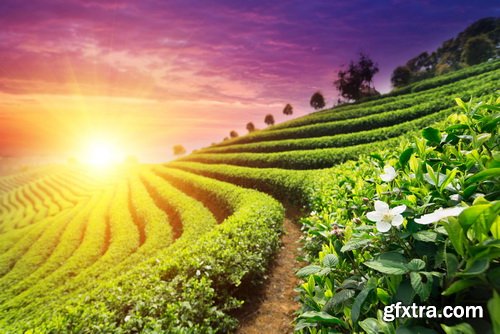Tea Plantation &amp; Green Fields with Workers 25xJPG
