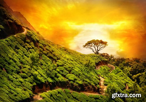 Tea Plantation &amp; Green Fields with Workers 25xJPG