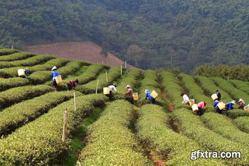 Tea Plantation &amp; Green Fields with Workers 25xJPG