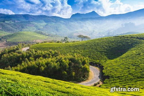Tea Plantation &amp; Green Fields with Workers 25xJPG