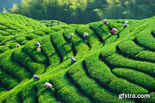 Tea Plantation &amp; Green Fields with Workers 25xJPG