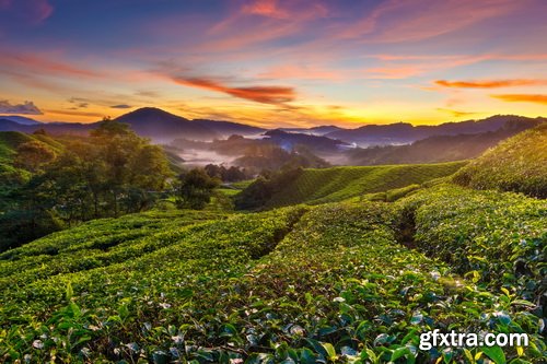 Tea Plantation &amp; Green Fields with Workers 25xJPG