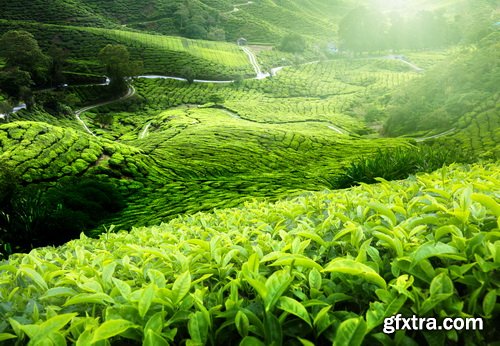Tea Plantation &amp; Green Fields with Workers 25xJPG