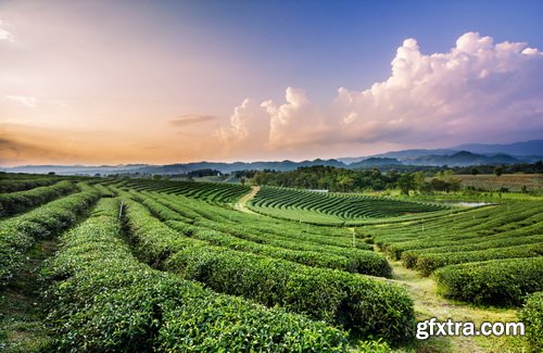 Tea Plantation &amp; Green Fields with Workers 25xJPG