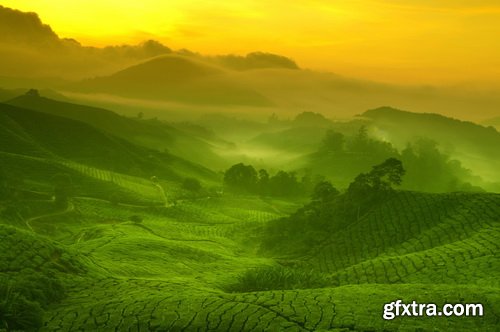 Tea Plantation &amp; Green Fields with Workers 25xJPG