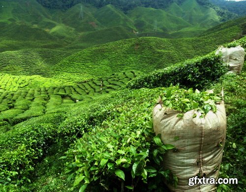 Tea Plantation &amp; Green Fields with Workers 25xJPG