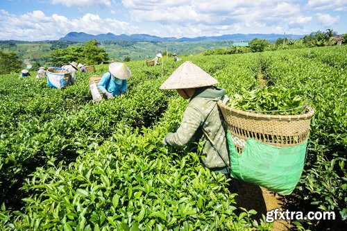 Tea Plantation &amp; Green Fields with Workers 25xJPG
