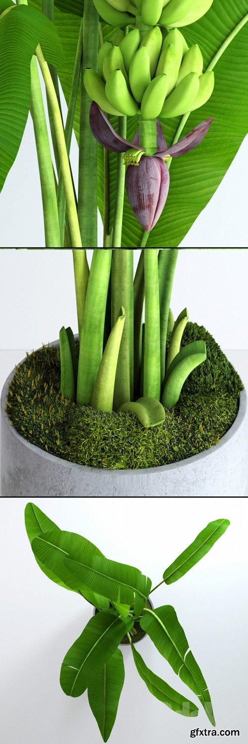 Banana tree with moss