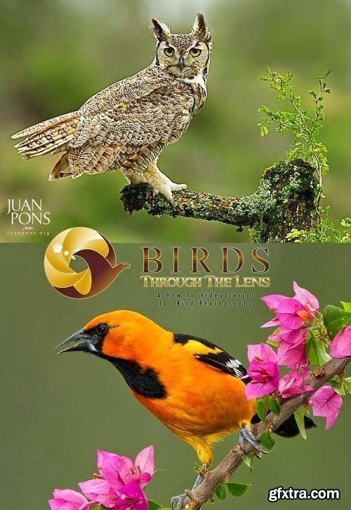 Birds Through the Lens - How-To Video Series for Bird Photography