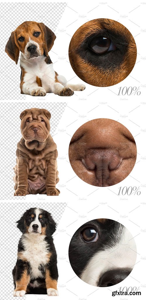 CM - 20 Puppies - Cut-out Pictures 2261995