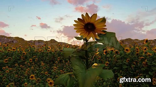 Field of Sunflowers During Sunset 73176 Field of Sunflowers During Sunset 73176