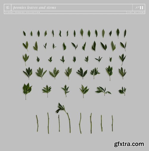 CreativeMarket Floral Peonies Collection [20% OFF] 2303528