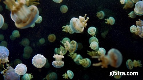 4k underwater jellyfish dark o