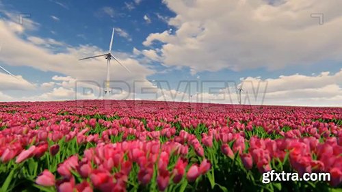 Windmills And Field Of Tulip Flowers 77413 Windmills And Field Of Tulip Flowers 77413