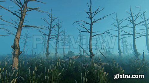 Swamp And Old Trees 77578