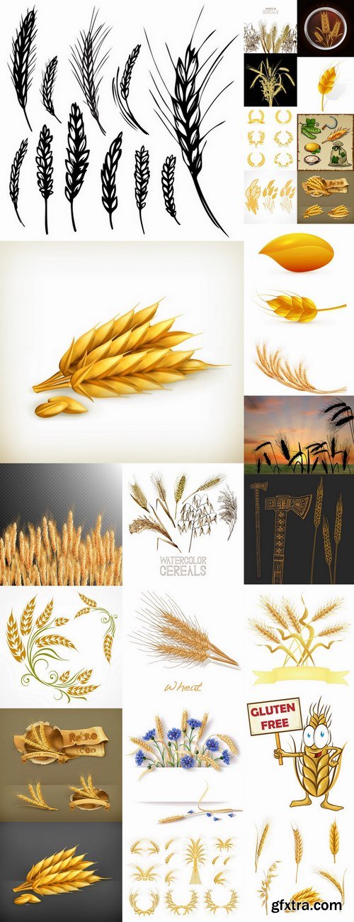 Wheat heads of grain rye grain seed 25 EPS Wheat heads of grain rye grain seed 25 EPS