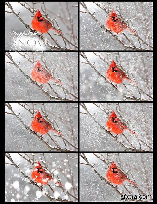 Ron's Magical Snow Brushes Ron's Magical Snow Brushes