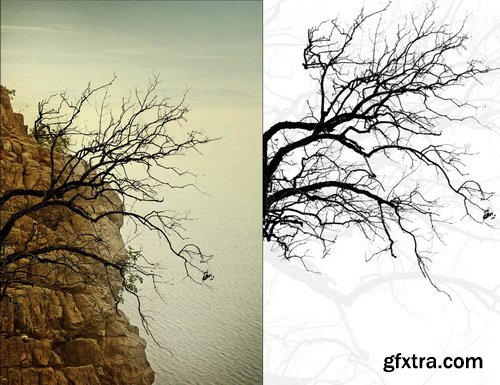 Ron's Trees Photoshop Brushes